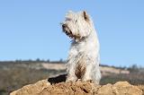 WESTIE 232
